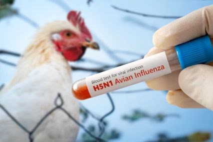 mantente al día: gripe aviar H5N1